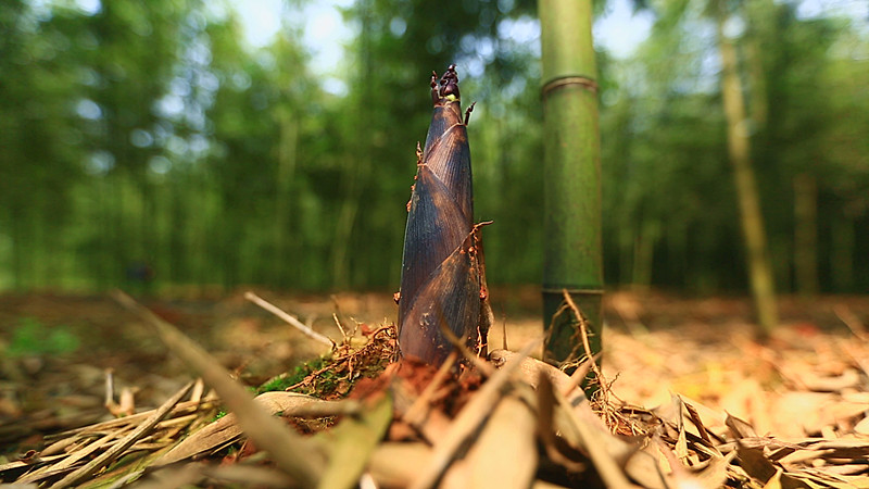 樟市镇尖尖雷竹笋撑开绿色增收路